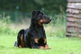 BEAUCERON 972